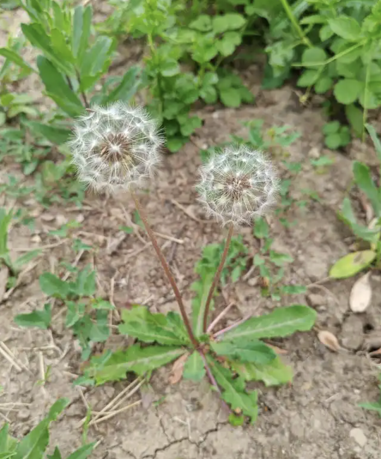 �蒲公英