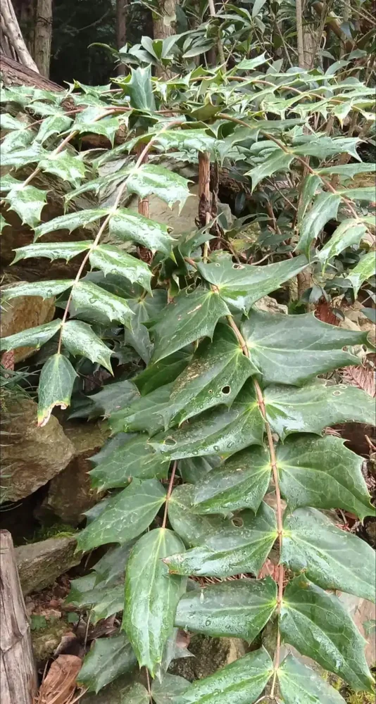 十大功劳
