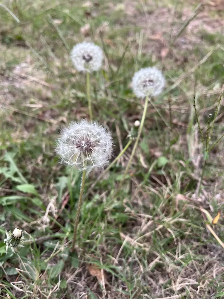 蒲公英