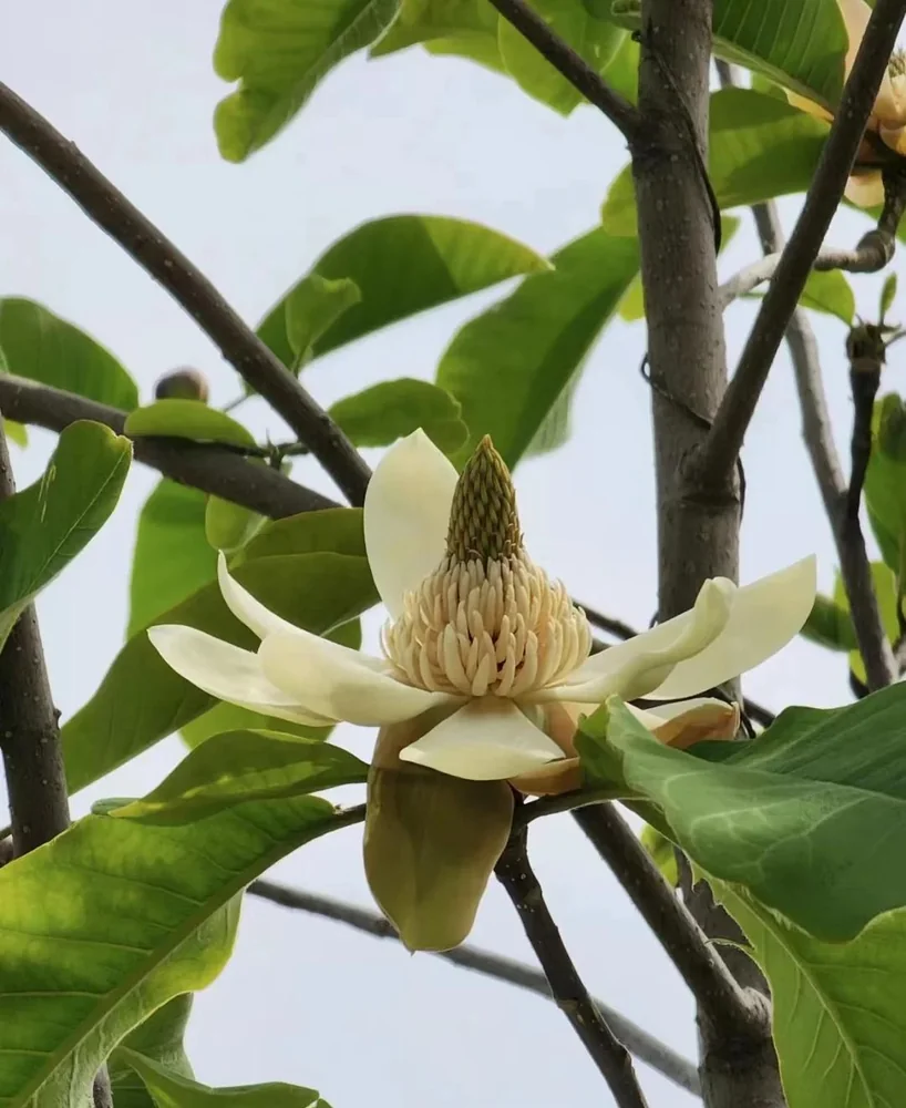 厚朴