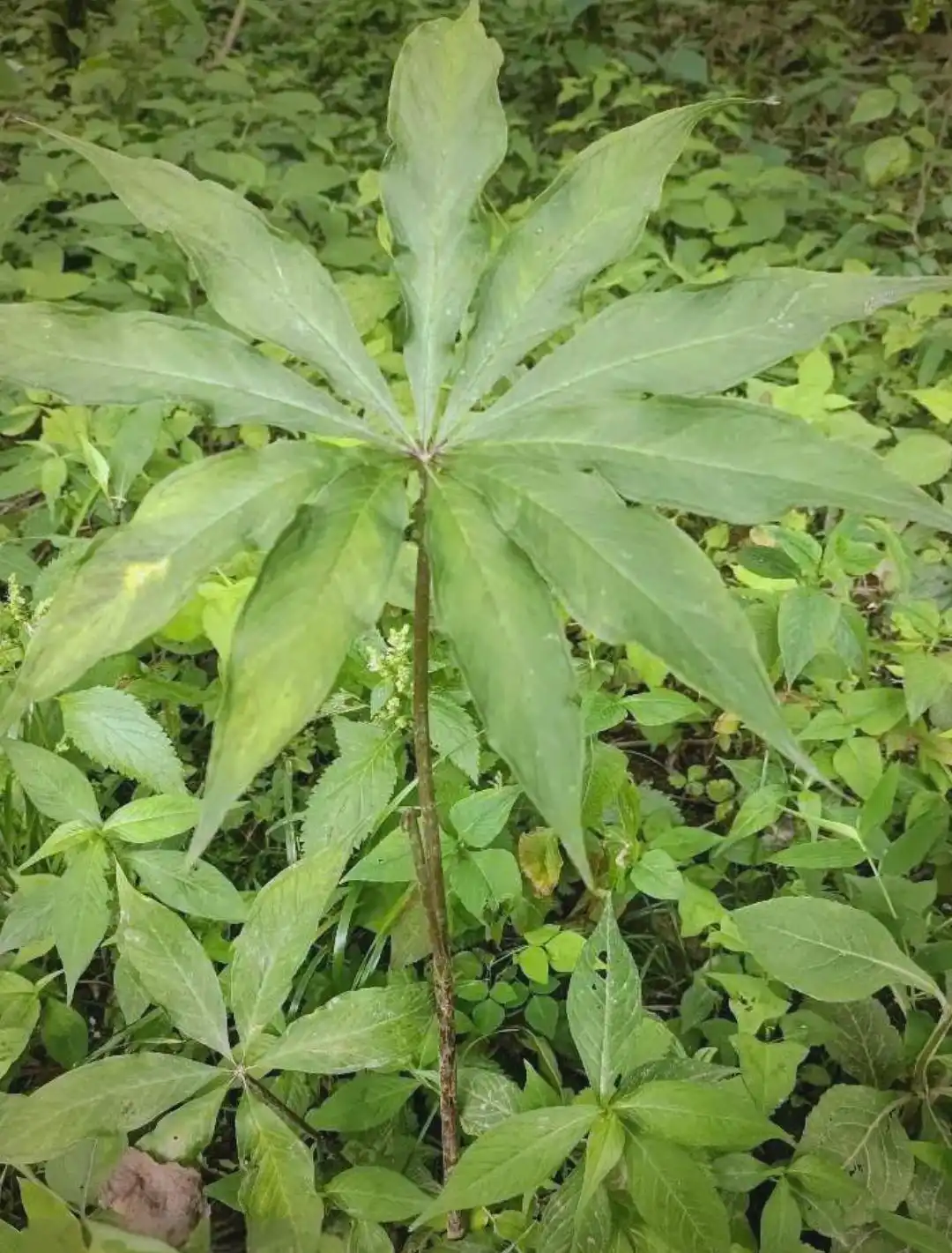 一把伞南星