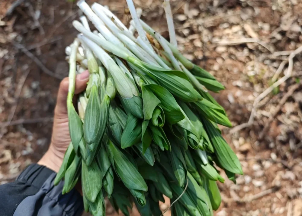 偏头菜