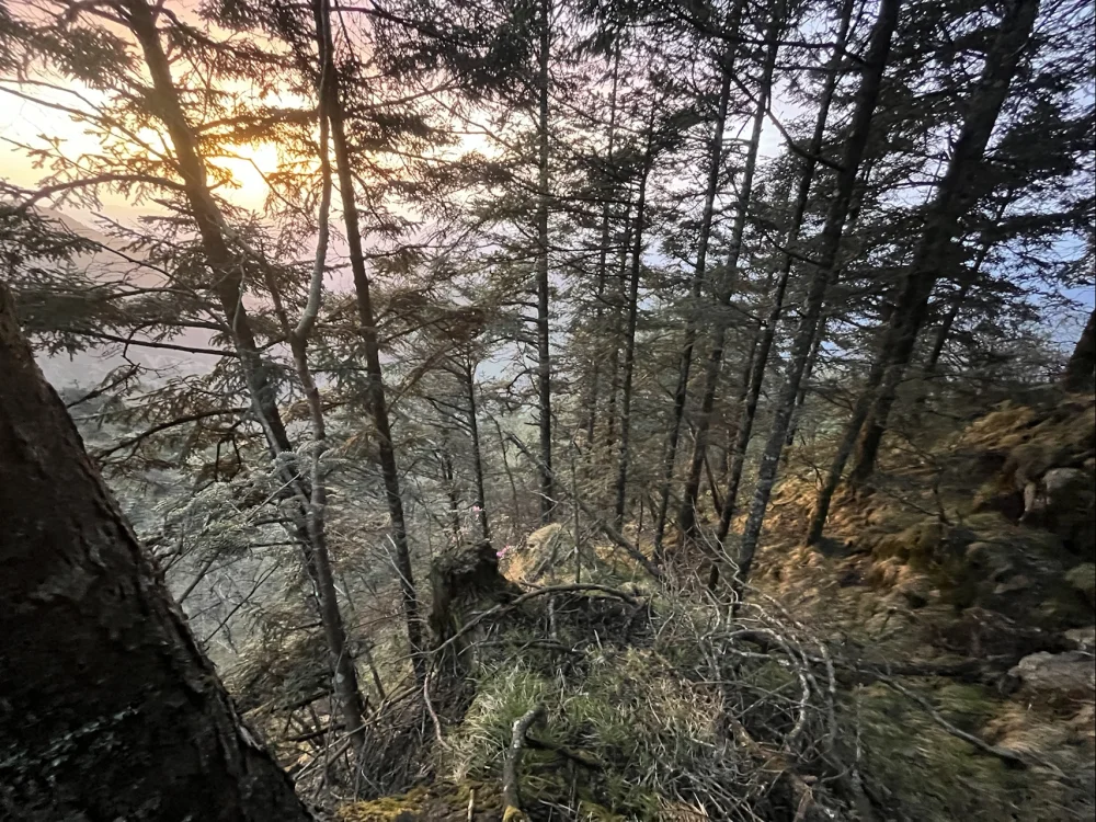 日出时分的杜鹃林景色