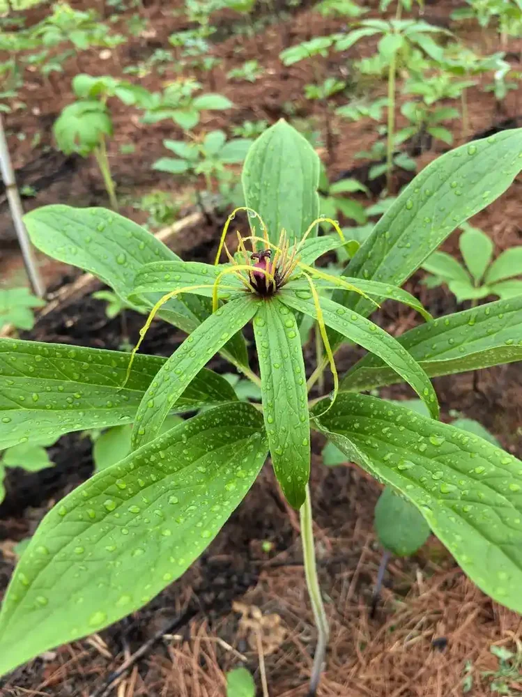 七叶一枝花