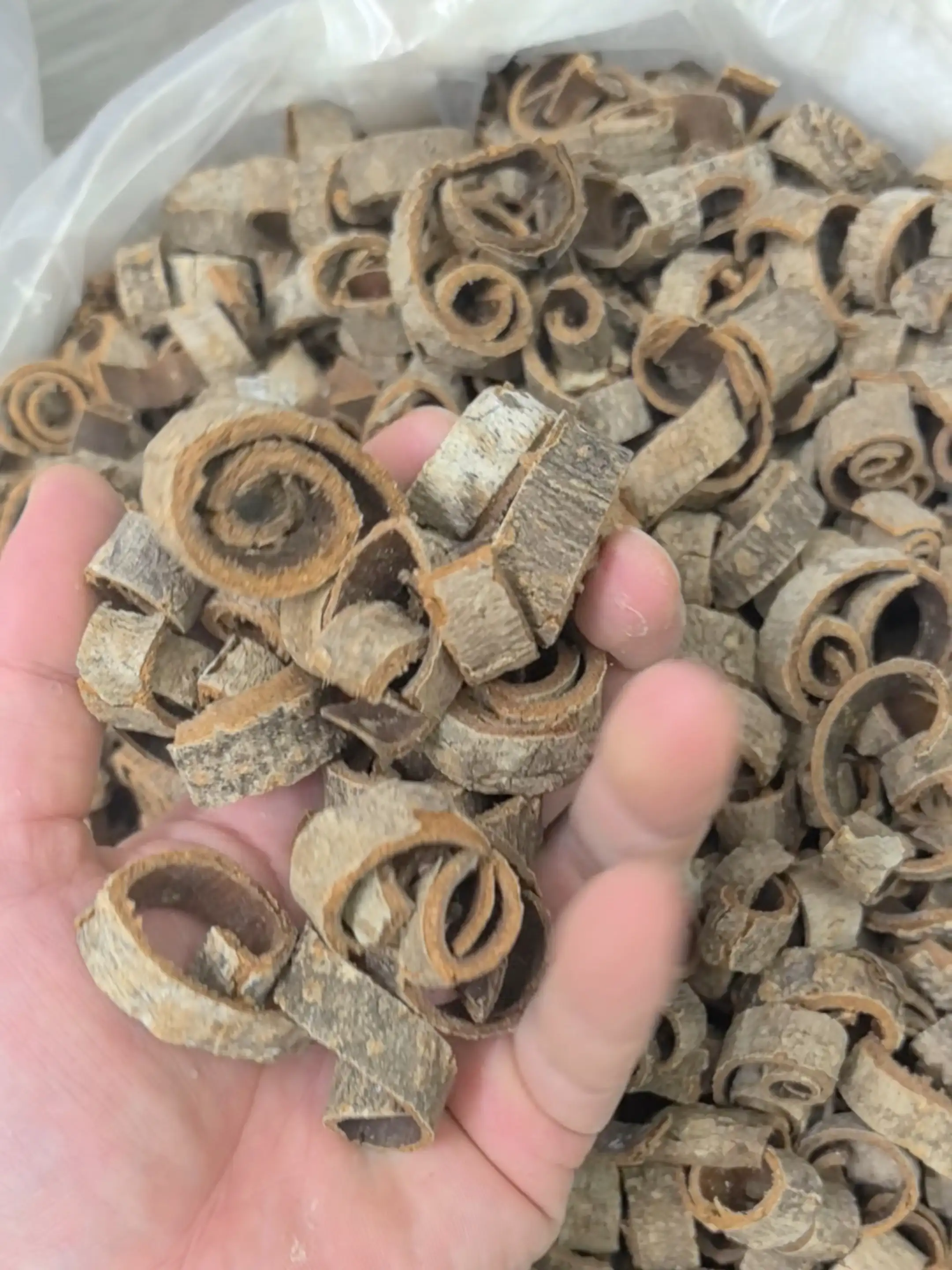 厚朴
