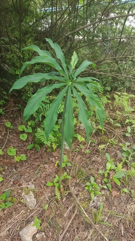 一把伞南星