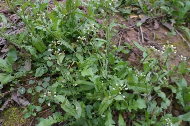 荠菜