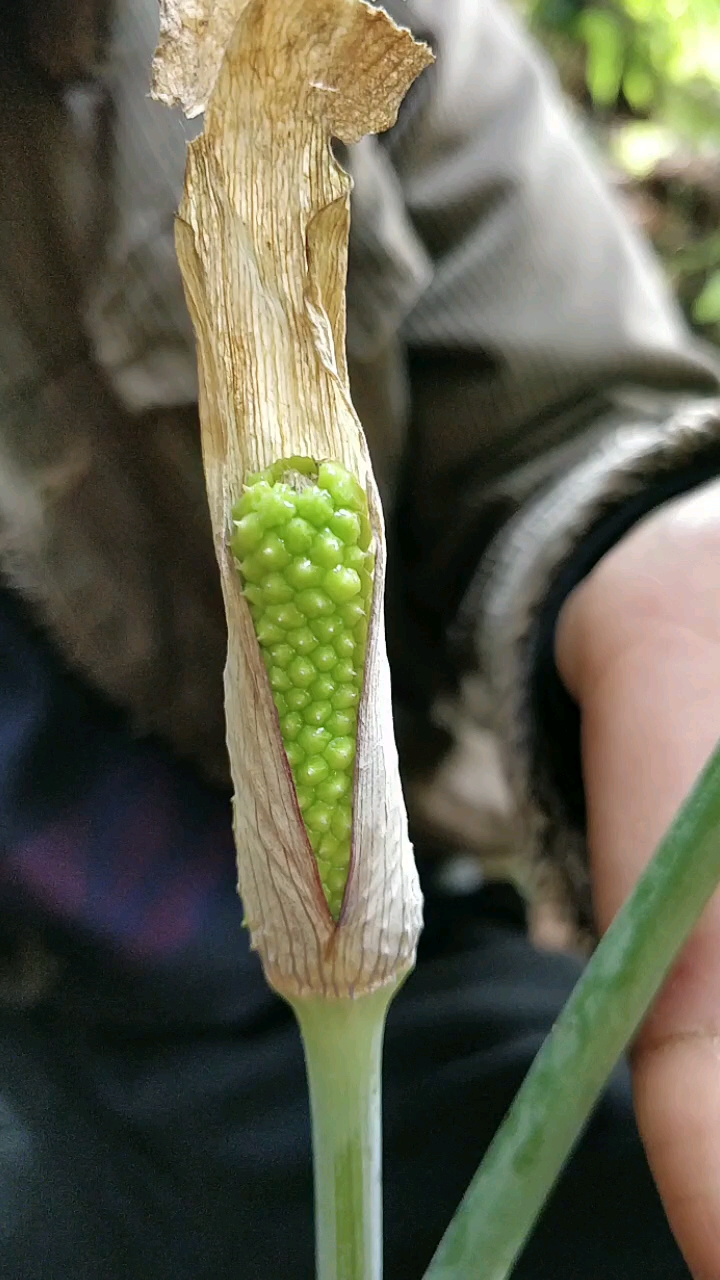 一把伞南星
