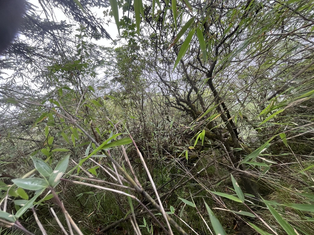 单人重装穿越双树顶-朱雀峰