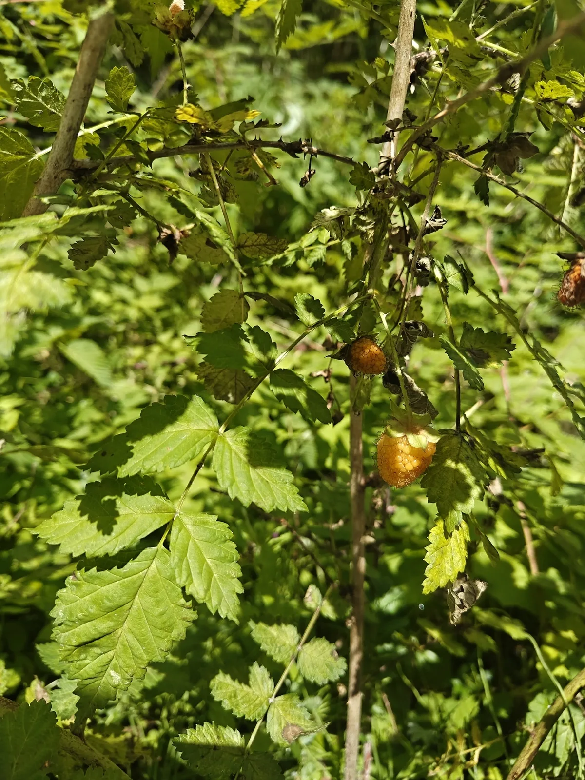 果期的秀丽莓,果由黄转红
